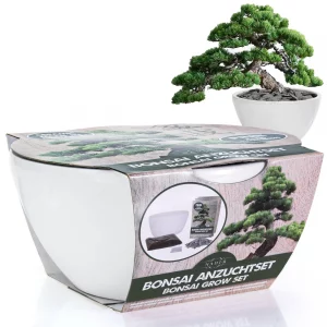 Bonsai Aufziehset als Geschenkideen für Kollegen zu Weihnachten